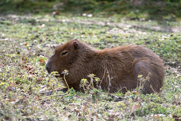 Capybara (Hydrochoerus hydrochaeris)