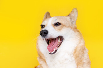 Portraite of cute puppy corgi. Little smiling dog on bright trendy yellow background. Free space for text.