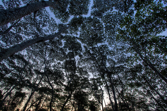 The canopy of trees silhouette against sunset in the Amazon Basin of the Peruvian Rain forest located in the buffer zone to the Tambopata National Reserve.    