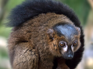 Black Lemur (Eulemur macaco)