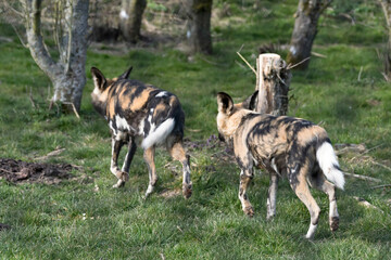 African Wild dog (Lycaon pictus)