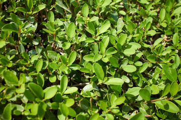 Fototapeta na wymiar green leaves as nature background