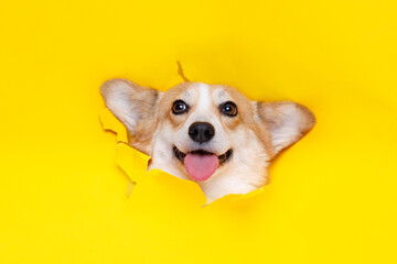Portraite of cute puppy corgi climbs out of hole in colored background. Little smiling dog on bright trendy yellow background. Free space for text.