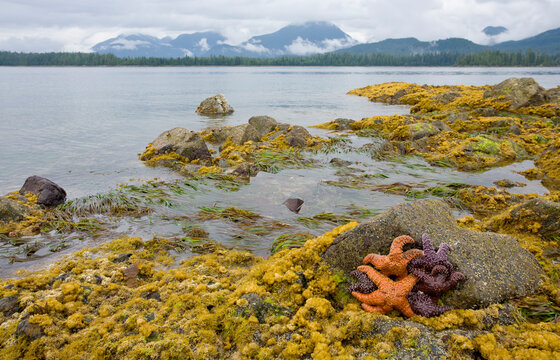 A multitude of colorful and different starfish living in tide pools are exposed at low tide.      