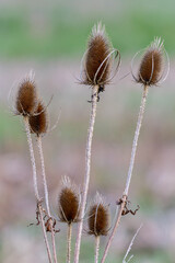 Teasels (Dipsacus)