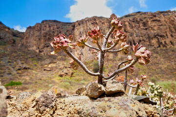 Aeonium plant (Aeoniumcanariense) typical for dry, salty and arid environment of Canary Islands, blurred wall of volcano crater wall in background, harsh direct sunlight.