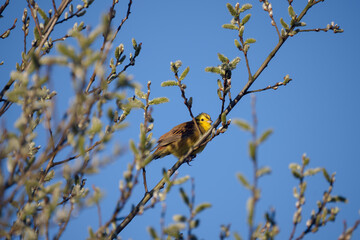 Yellowhammer (Emberiza citrinella) enjoying the spring sunshine