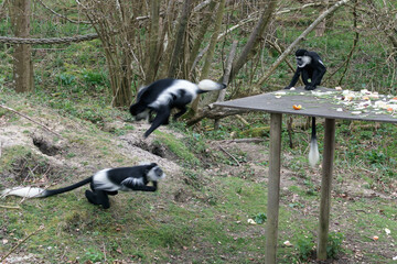 Black and White Colobus (Colubus)