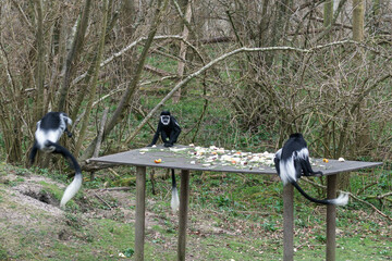 Black and White Colobus (Colubus)