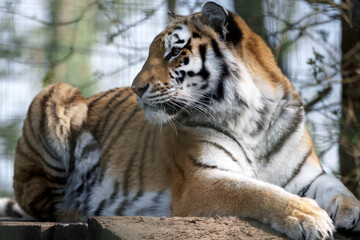 Fototapeta na wymiar Siberian Tiger (Panthera tigris altaica)