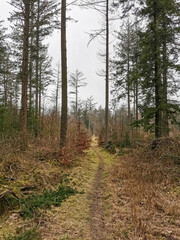 northern germany forest