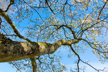 Magnolia Tree Flowering