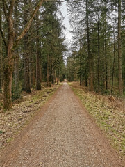 Fototapeta na wymiar northern germany forest