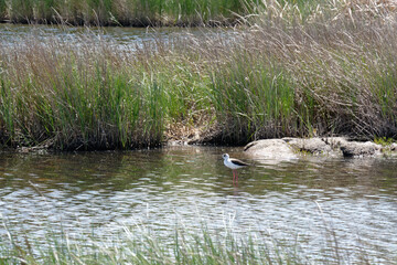 Black-winged Stilt, Common Stilt, or Pied Stilt (Himantopus himantopus)