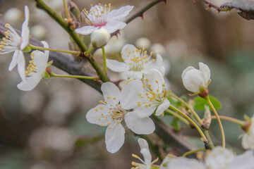 Kirschblüte im Frühling 