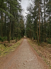 Obraz premium northern germany forest