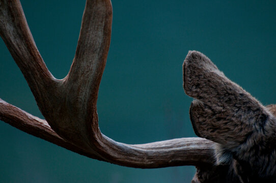 Bull moose close up; Glacier-Waterton International Peace Park      