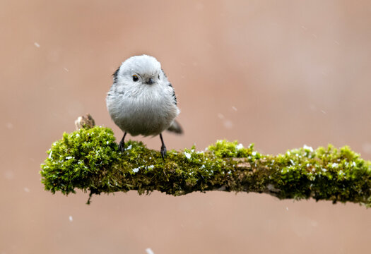 Long tailed tit also known as bushtit (Aegithalos caudatus)