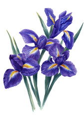 Watercolor bouquet of idyllic purple irises with sharp green leaves. White background.
