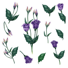 Fototapeta na wymiar Watercolor set with details bouquet of idyllic purple bells with green leaves. White background