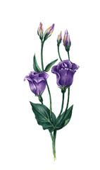 Watercolor bouquet of idyllic purple bells with green leaves. White background