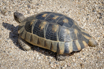 Sardinian Marginated Tortoise (Testudo marginata)
