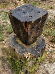 northern germany forest