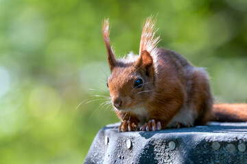 Naklejka na ściany i meble Eurasian Red Squirrel (Sciurus vulgaris)