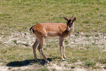 Naklejka na ściany i meble Young buck Fallow Deer (Dama dama) standing in the sunshine