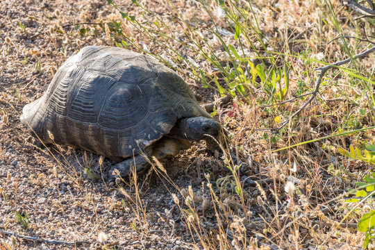 Sardinian Marginated Tortoise (Testudo marginata)