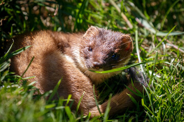 Stoat (Mustela erminea) resting in the sunshine