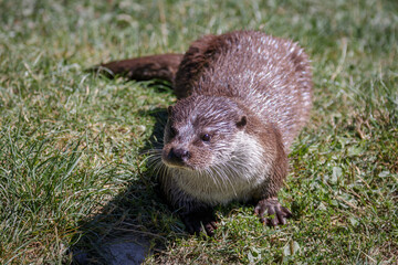 Eurasian Otter (Lutra lutra)