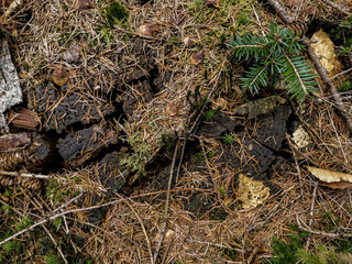 northern germany forest