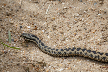 Common European Adder (Vipera berus)