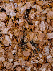 northern germany forest