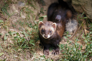 European Polecat (mustela putorius)