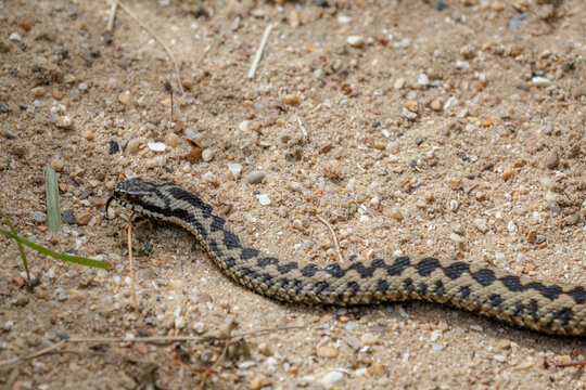 Common European Adder (Vipera berus)