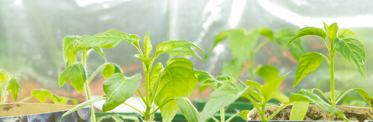 Young seedlings of pepper. Green sprout of young plant. Gardening. Growing of plant