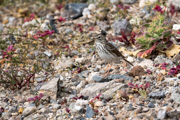 Berthelot's Pipit (Anthus berthelotii)