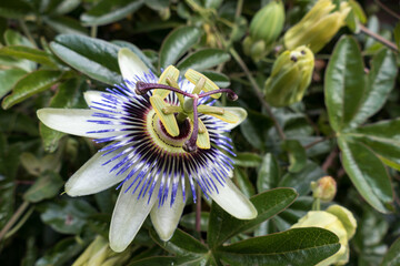 Passion Flower (Passifloraceae)