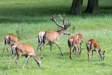 Fototapeta premium Herd of Red Deer (Cervus elaphus)