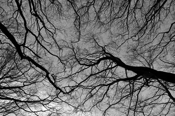 an upwards view of the branches of winter forest trees against a grey sky sky