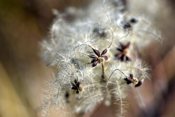Nahaufnahme von Clematis-Samen