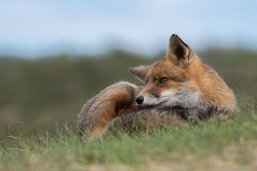 Red fox is relaxing in the grass, photographed in the dunes of the Netherlands.