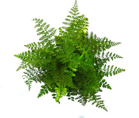 Paproć białe tło © Agata