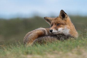Naklejka na ściany i meble Red fox is relaxing in the grass, photographed in the dunes of the Netherlands.