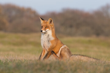 Red fox (vulpes vulpes) with sunset, photographed in the dunes of the netherlands.