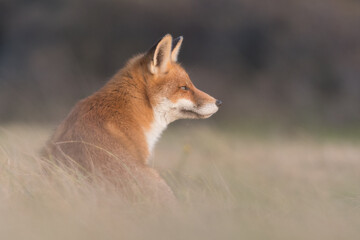 Red fox (vulpes vulpes) with sunset, photographed in the dunes of the netherlands.