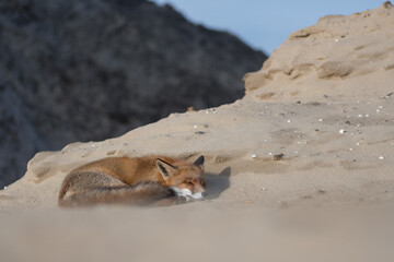 Time for a nap! This fox lay down to take a nap. Sleeping fox in the dunes of the Netherlands.