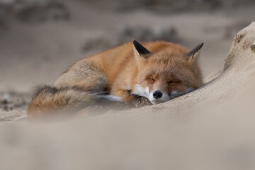 Time for a nap! This fox lay down to take a nap. Sleeping fox in the dunes of the Netherlands.